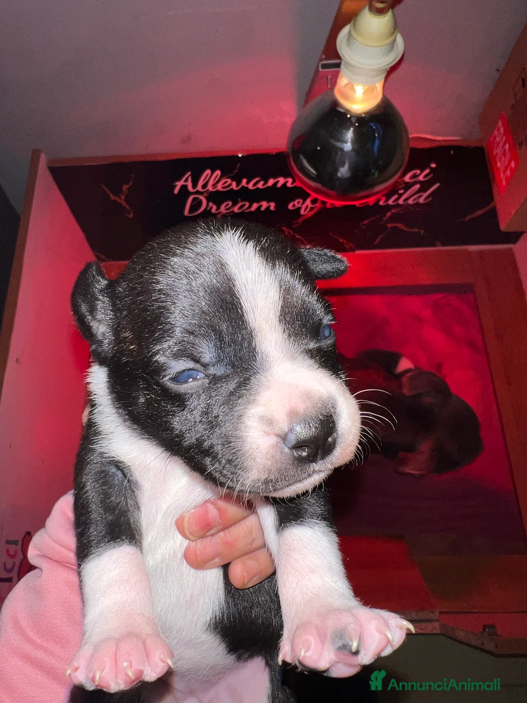 Staffordshire cani in vendita: Staffordshire bul terrier - Annuncio 4