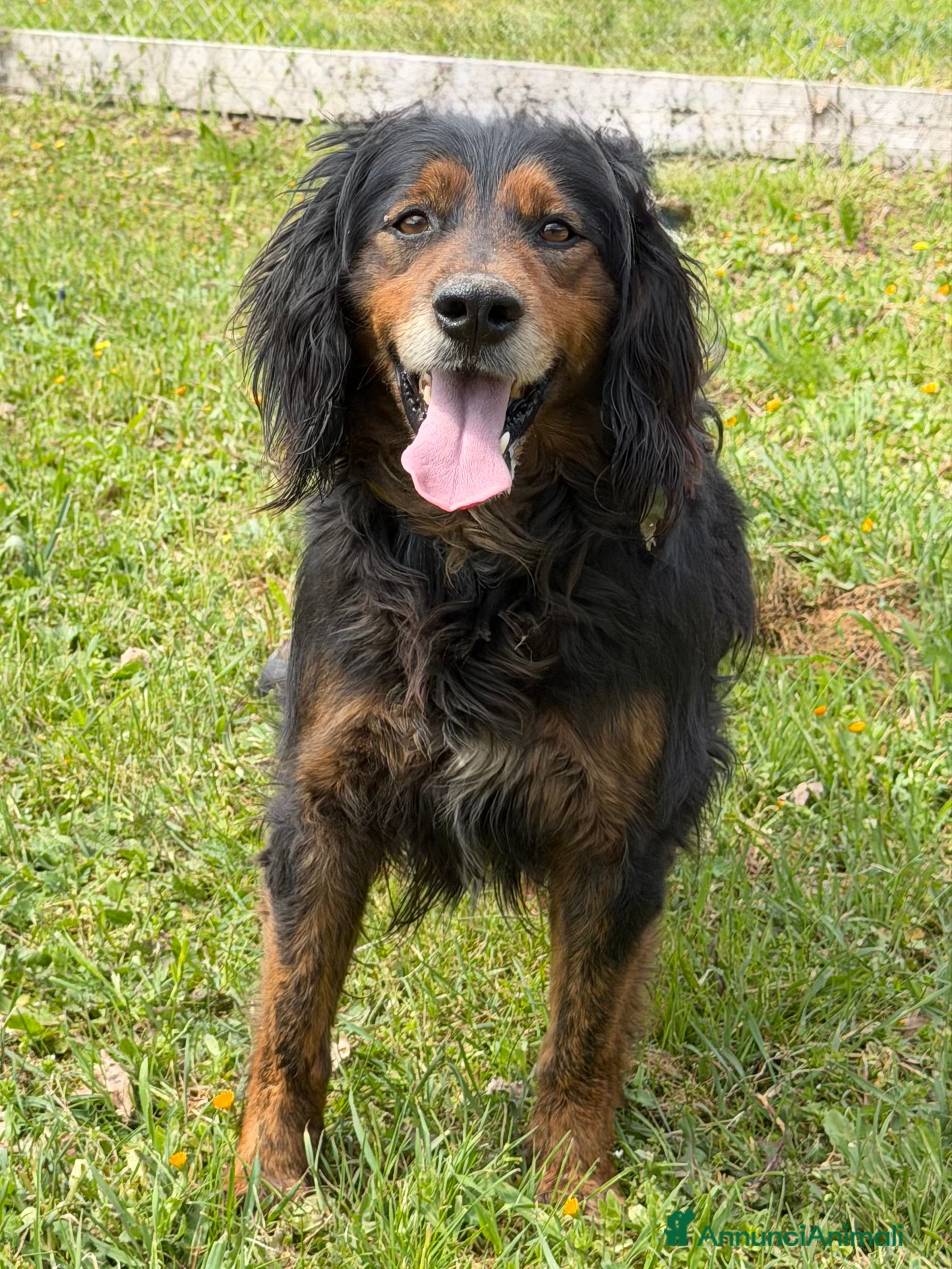 Meticcio cani Ettore - Annuncio 1