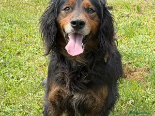 Meticcio cani Ettore - Annuncio 1