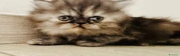 Persiano gatti in vendita: Cuccioli persiani ipertipici - Annuncio 9
