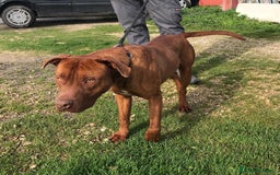 Altre razze cani in regalo: EVANDER, sguardo malinconico  a Provincia di Latina - Immagine 3