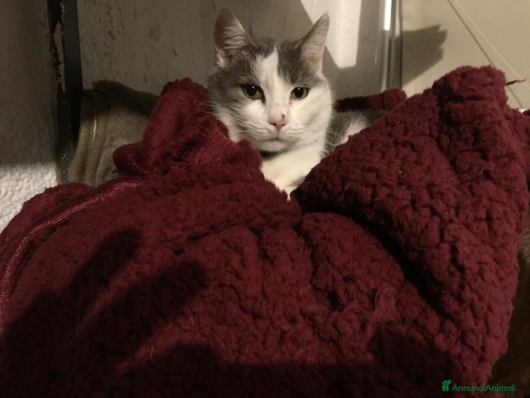 Europeo gatti in regalo: Gatto Poldo  - Annuncio 5