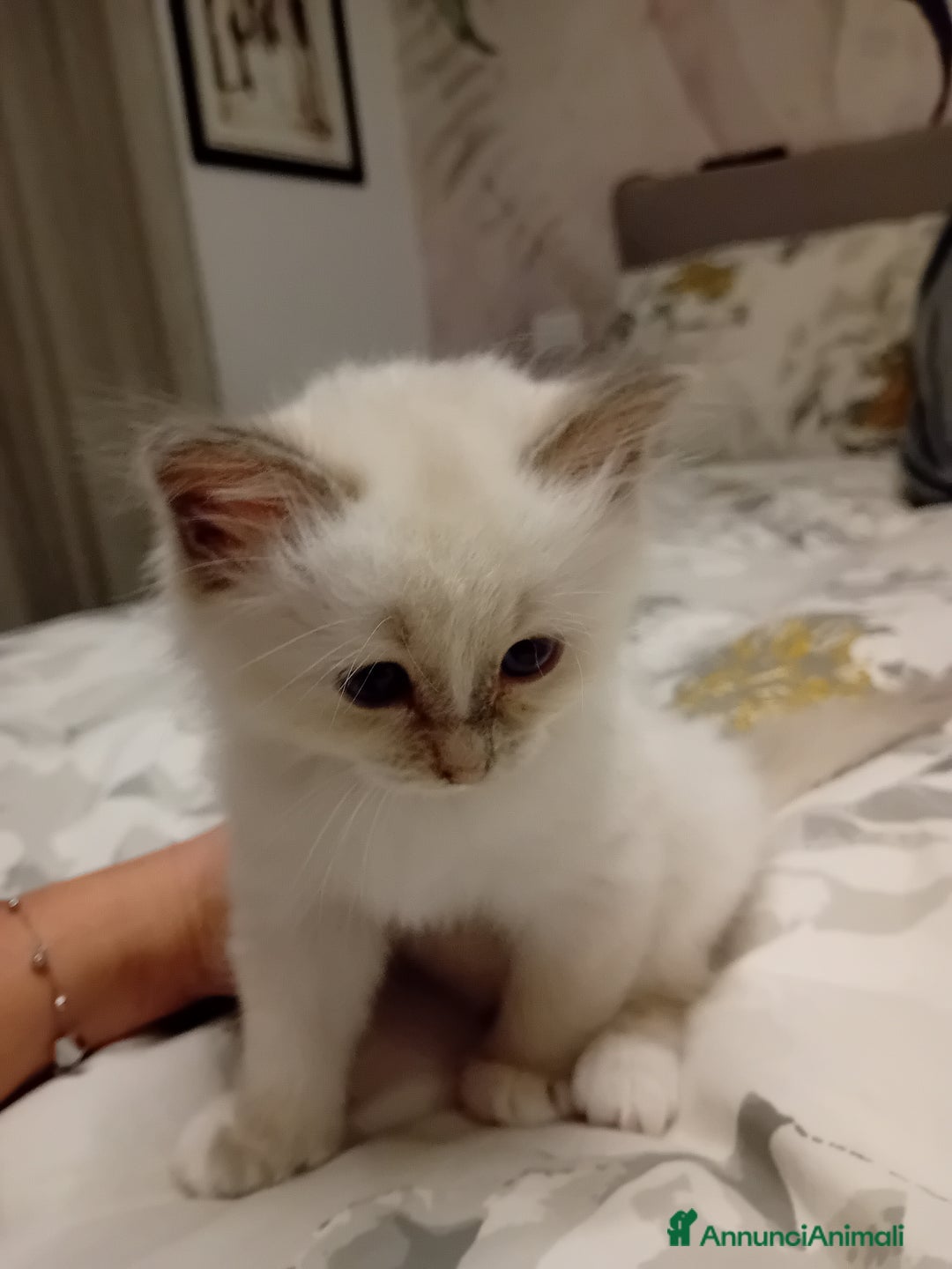 Sacro di Birmania gatti in vendita: Gattina Sacro di Birmania - Annuncio 6