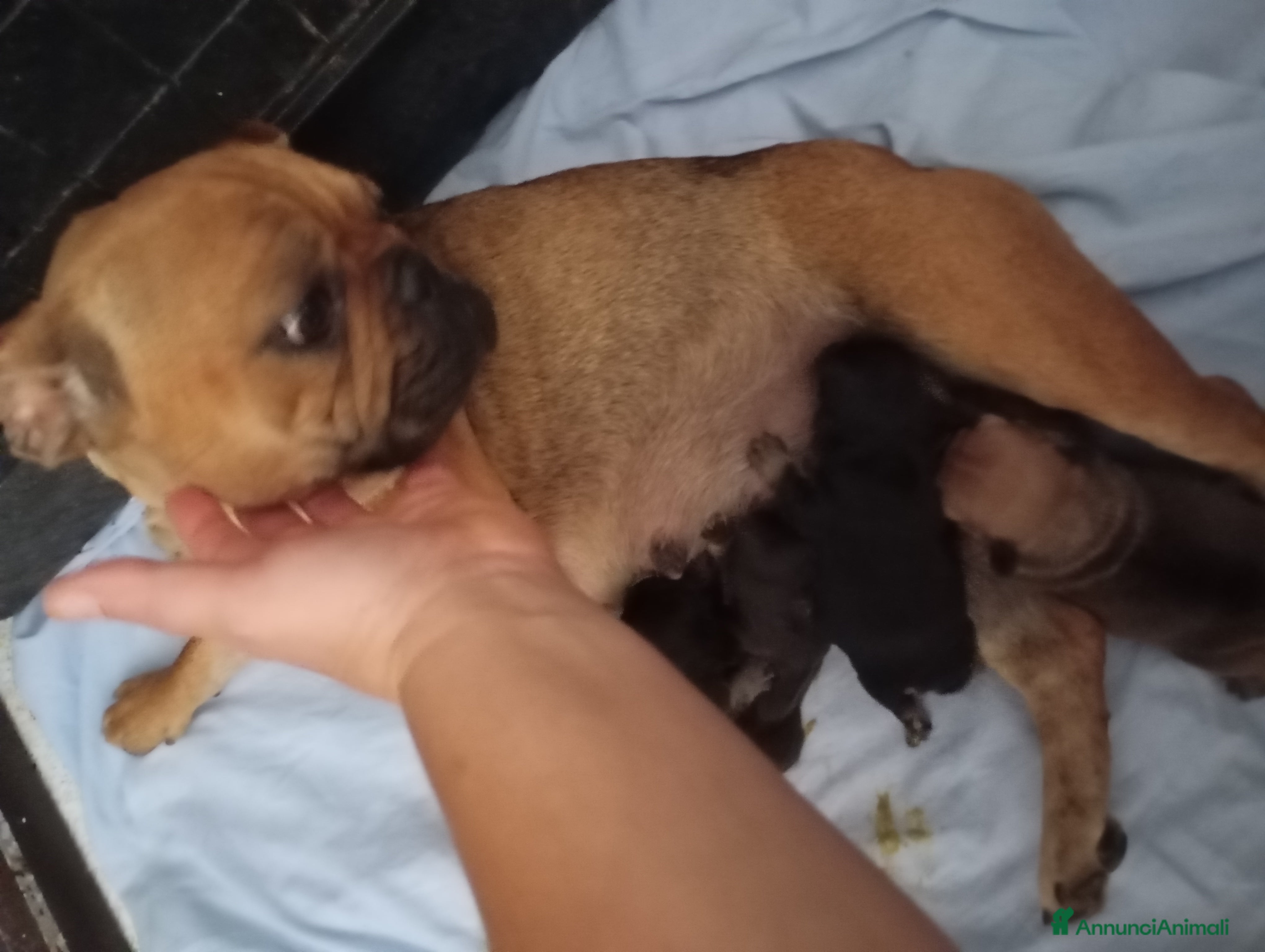 Bulldog Francese cani Bouledogue Francais (bulldog francese) - Annuncio 2