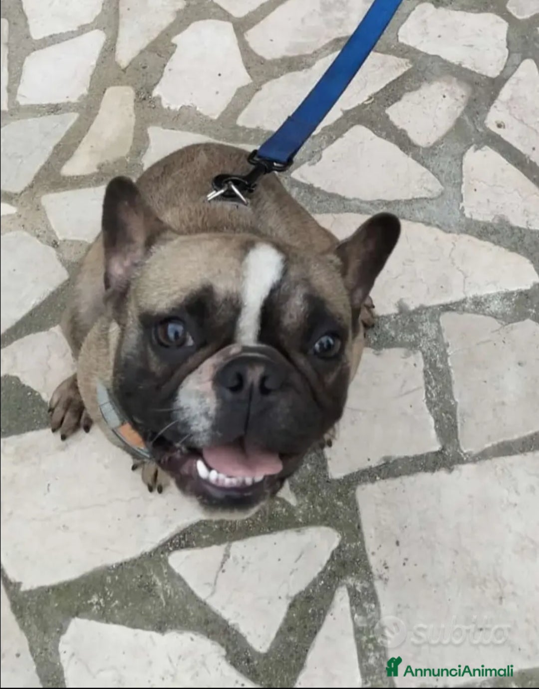 Bulldog Francese cani in vendita: Bulldog francese  - Annuncio 1