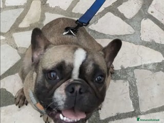 Bulldog Francese cani - Annuncio 7