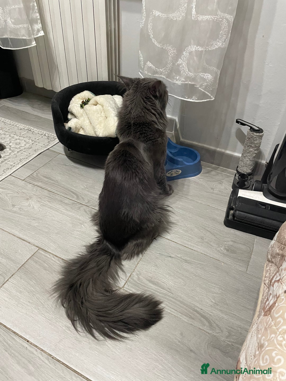 Maine Coon gatti in vendita: Mainecoon - Annuncio 13