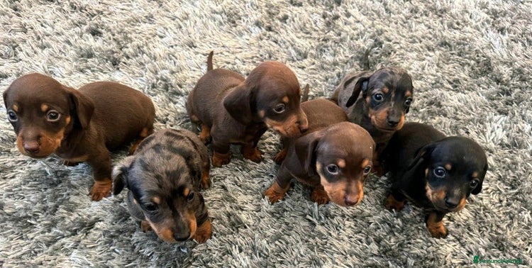 Bassotto cani a Città metropolitana di Roma Capitale - Annuncio 5