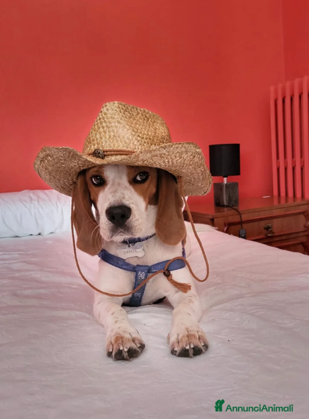 Beagle cani per accoppiamento: Splendido beagle di 5 anni in cerca di compagna - Annuncio 1