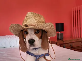 Beagle cani Splendido beagle di 5 anni in cerca di compagna - Annuncio 5