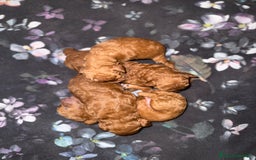 Barboncino cani in vendita: Barboncini nanetti 🐩🐩🐩 - Immagine 32