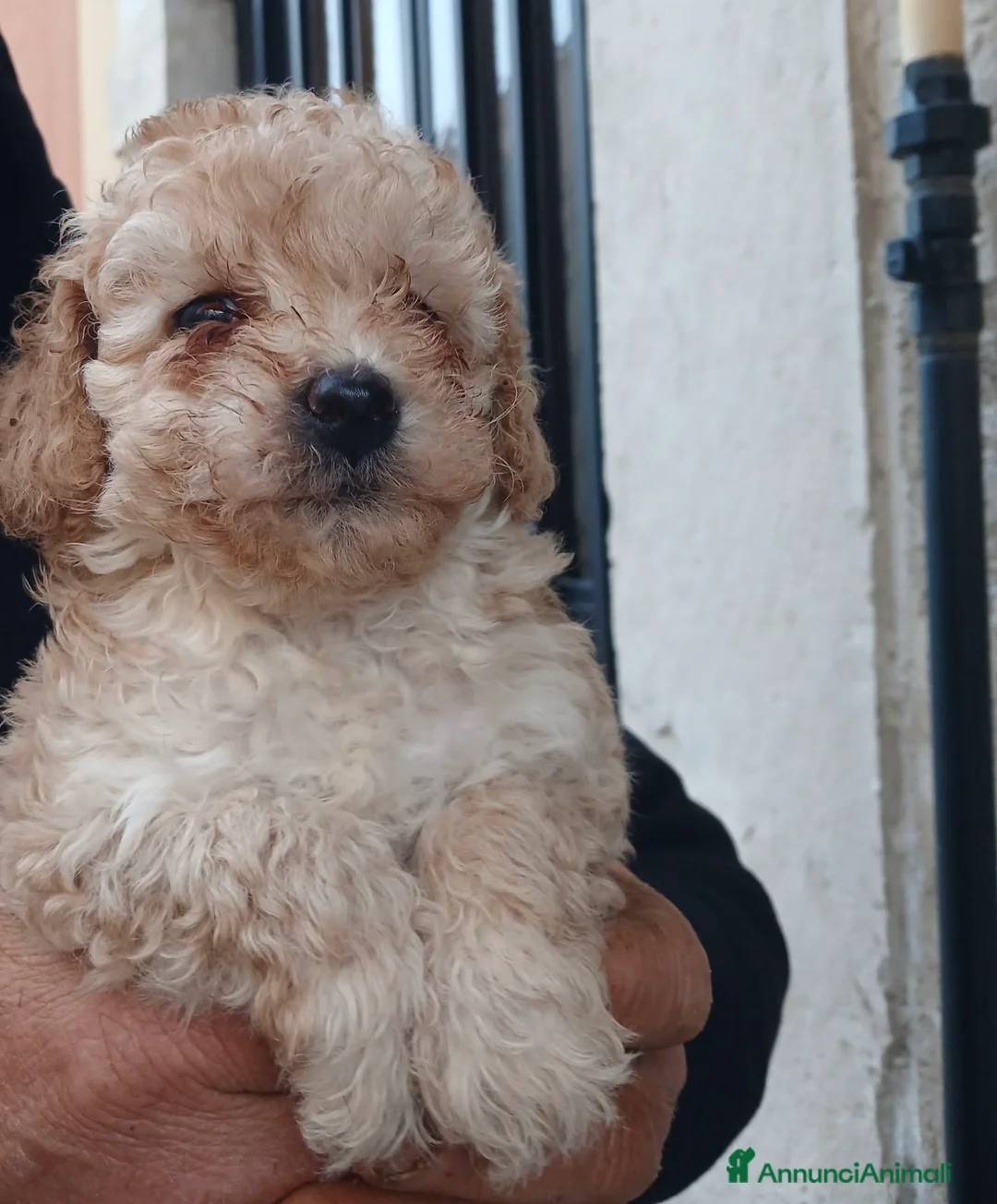 Barboncino Toy cani in vendita: Barboncino toy - Annuncio 1