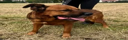 Meticcio cani in regalo: JONAS CANE MOLTO BUONO - Annuncio 7