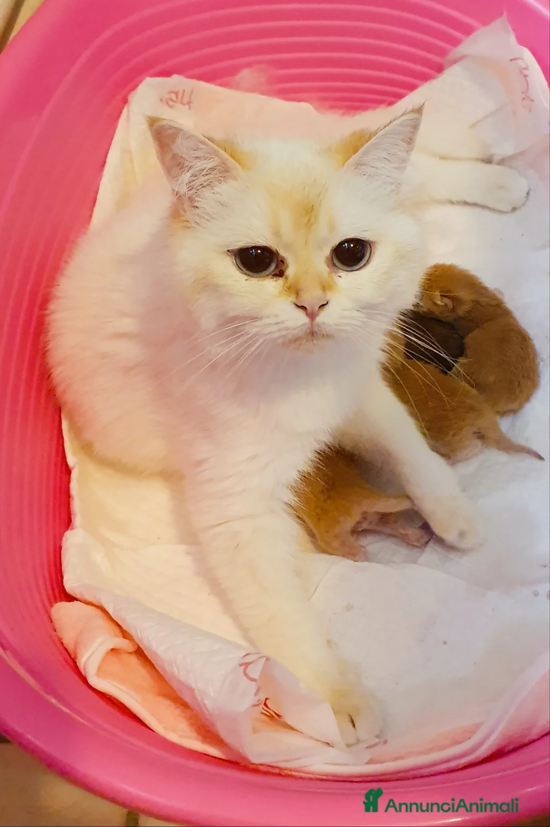 British gatti in vendita: British Golden con pedigree  - Annuncio 2