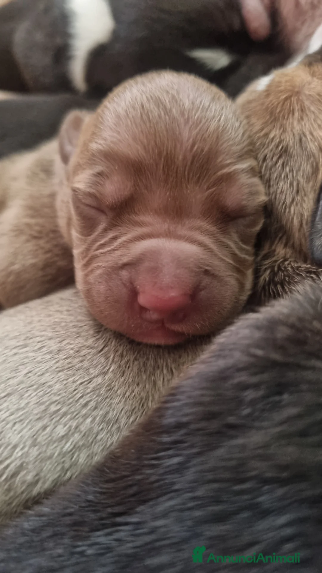 Pitbull cani in vendita: American pitbull terrier  - Annuncio 4