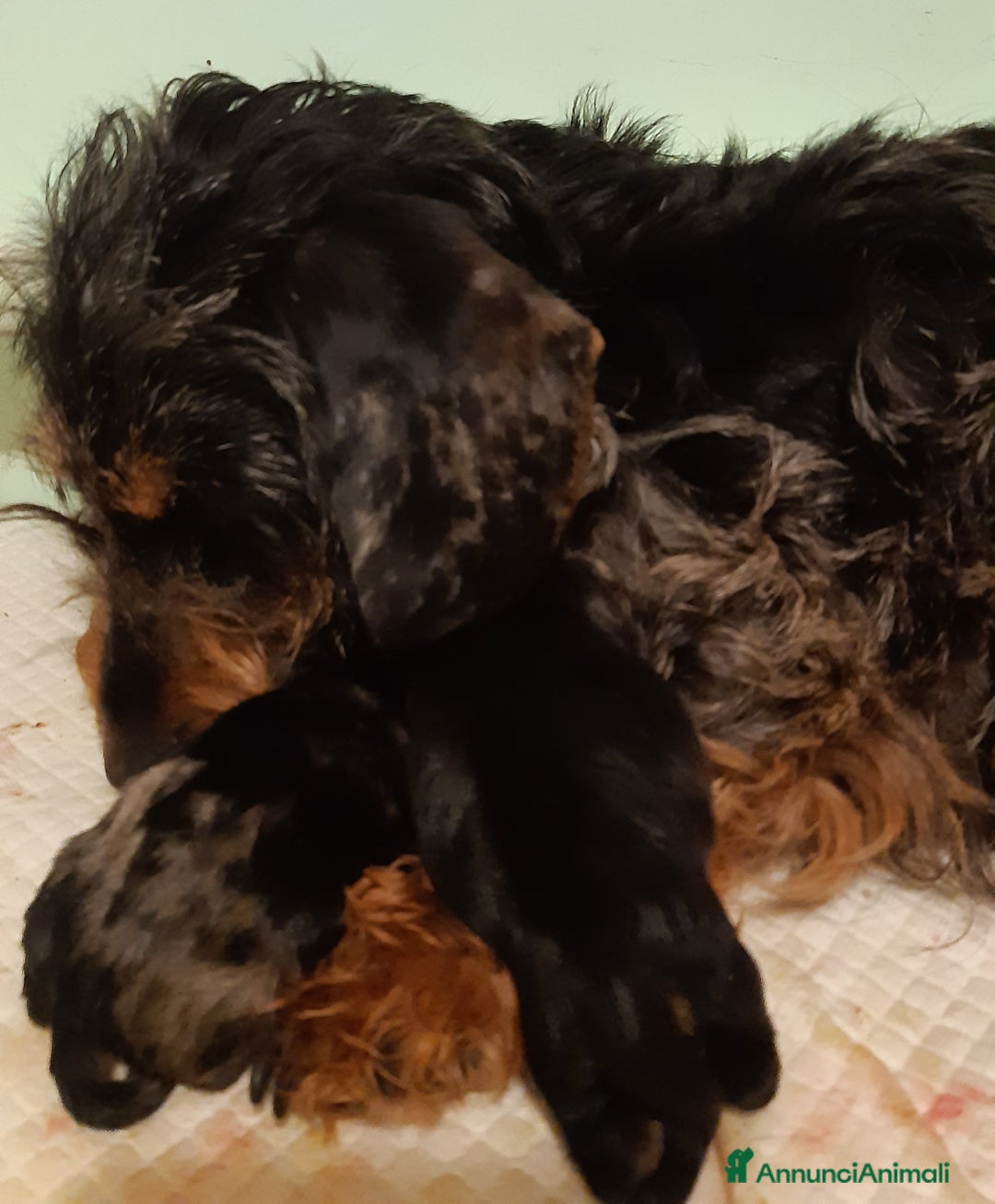 Bassotto cani in vendita: Bassotti pelo duro a Provincia di Bergamo - Annuncio 9