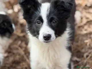 Border Collie cani Splendide cucciole MIX BORDER COLLIE! 3 MESI - Annuncio 2