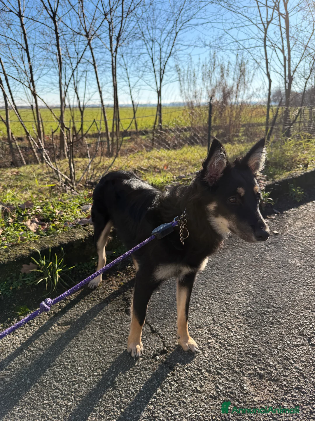 Meticcio cani in regalo: Cucciola di 9 mesi in regalo - Annuncio 7