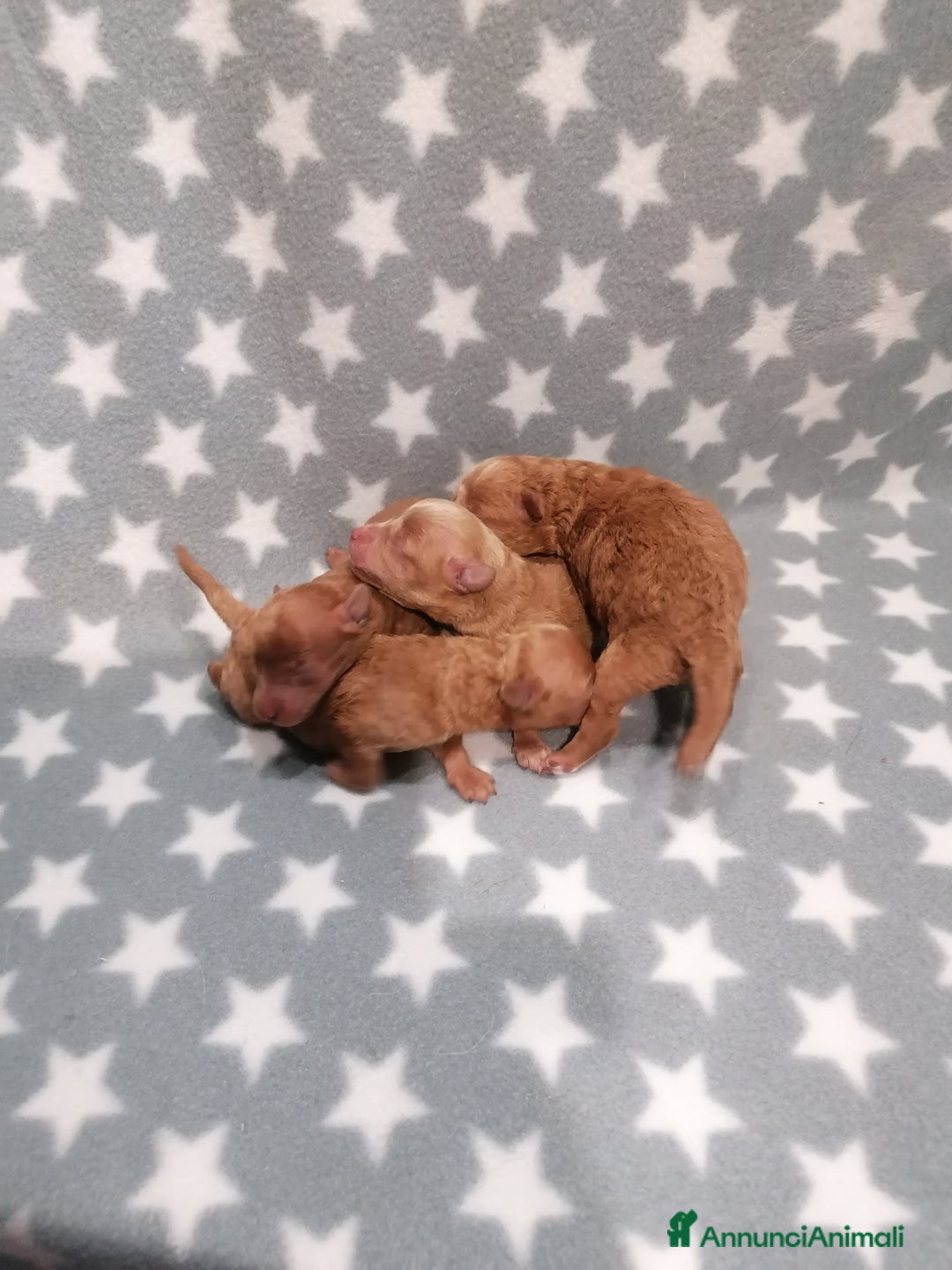 Barboncino cani in vendita: Barboncino nano cuccioli - Annuncio 2