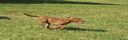 Pitbull cani in vendita: Cuccioli di Pit Bull anche a rate - Annuncio 26