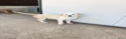 Meticcio cani in regalo: Dino  a Provincia di Reggio Emilia - Annuncio 2