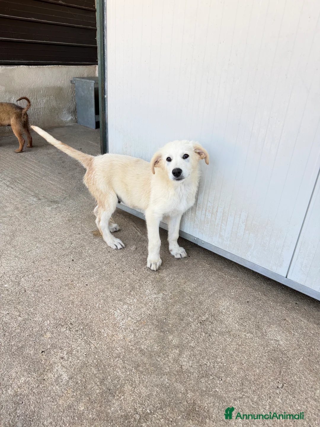 Meticcio cani in regalo: Dino  a Provincia di Reggio Emilia - Annuncio 2