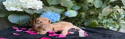 Barboncino Toy cani in vendita: Cuccioli Barboncino Toy Genitori Testati  - Annuncio 2
