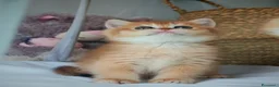Scottish gatti in vendita: Cuccioli Scottish con Pedigree  - Annuncio 5