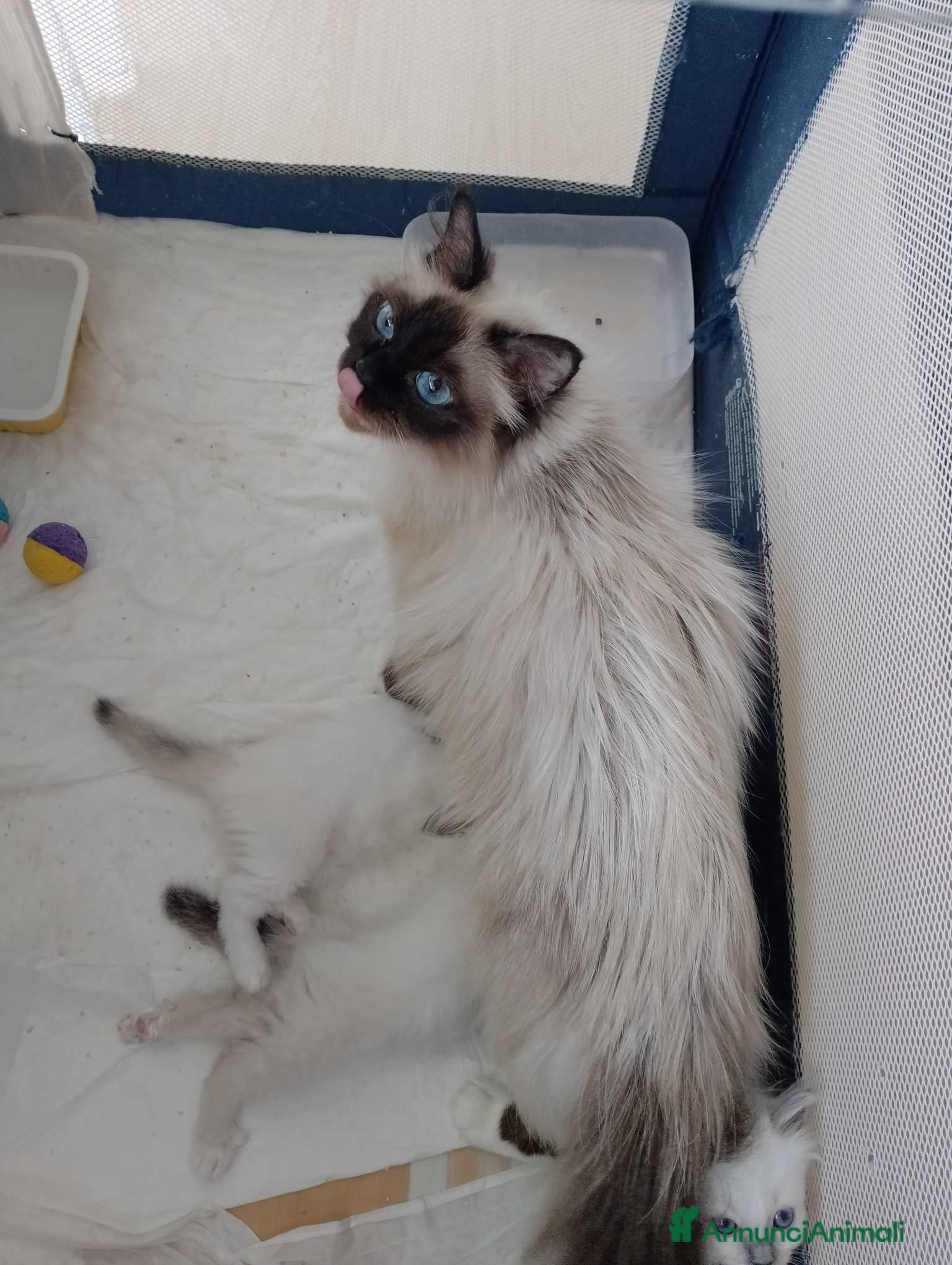 Sacro di Birmania gatti in vendita: Disponibili 2 gattini maschi - Annuncio 7