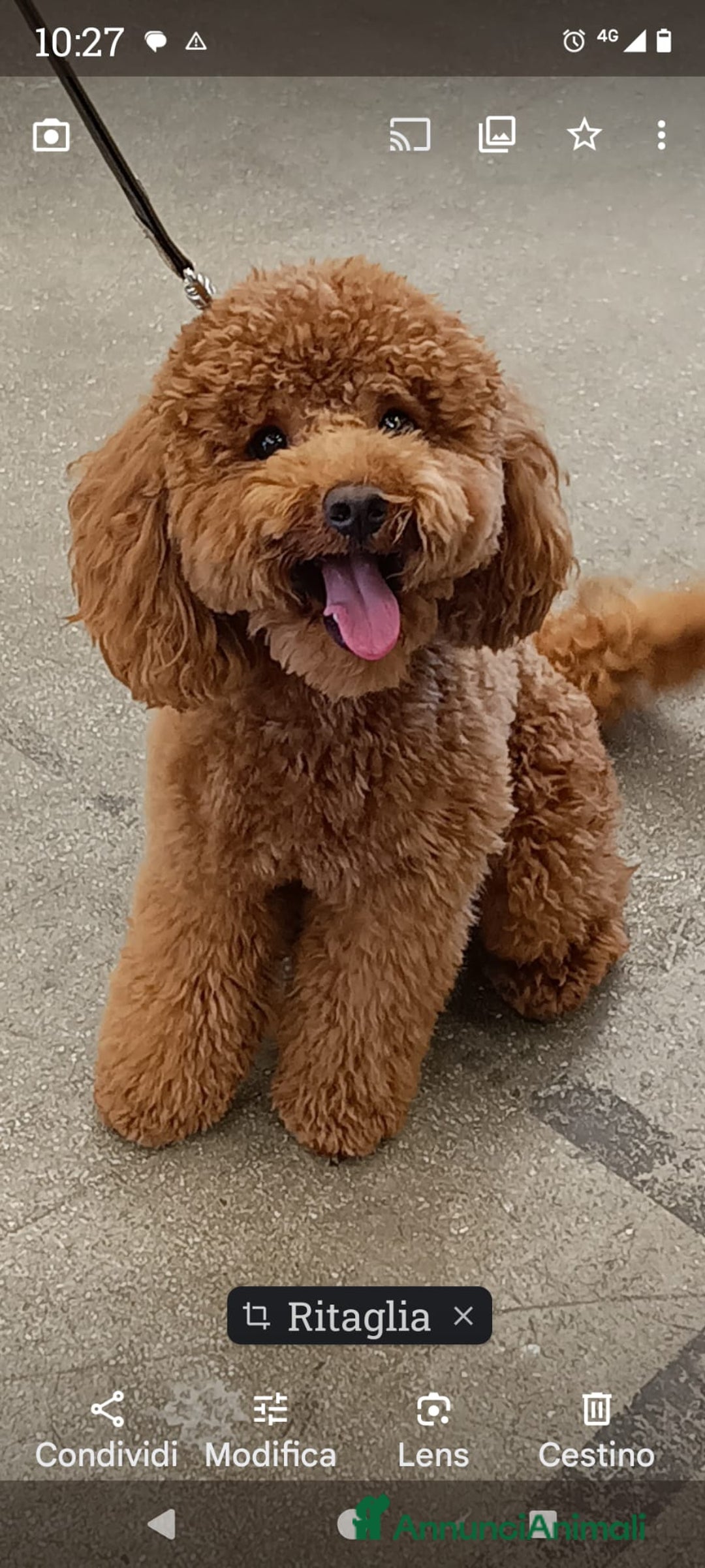 Barboncino cani per accoppiamento: Barboncino Nano per accoppiamento  - Annuncio 5