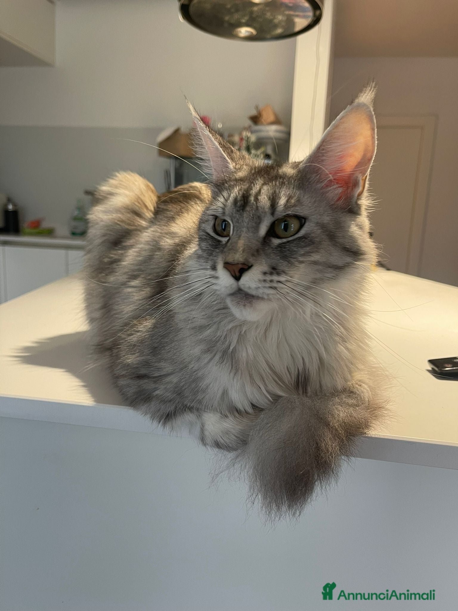 Maine Coon gatti Maine coon con pedigree anche libero  - Annuncio 6