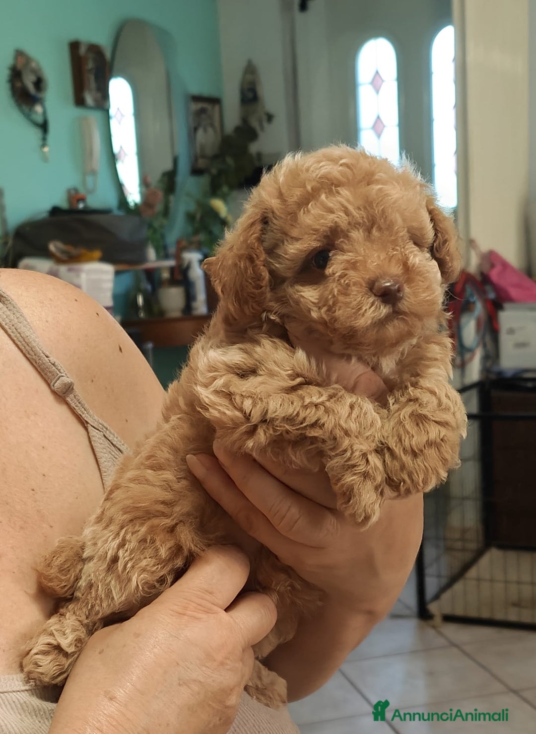 Barboncino Toy cani in vendita: Vendesi cuccioli di Barboncino Toy a Provincia di Rimini - Immagine 2