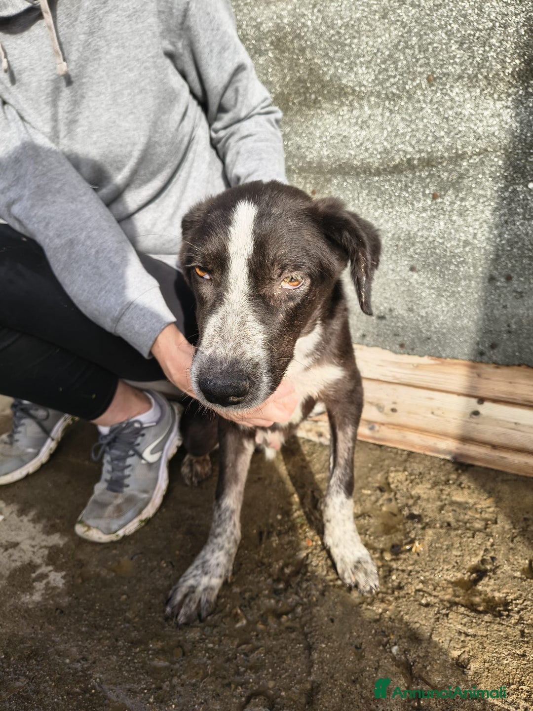 Meticcio cani in regalo: Nello - Annuncio 2