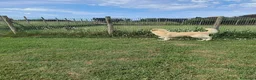 Meticcio cani in regalo: Astra, derivata Golden retriever in adozione - Annuncio 3