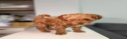 Maltipoo cani in vendita: Cuccioli di Maltipoo F1B a Città metropolitana di Milano - Annuncio 16