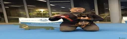 Bassotto cani in vendita: Bassotti nani pelo corto - Annuncio 5