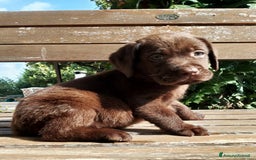 Labrador cani in vendita: Cuccioli Labrador Chocolate con pedigree enci a Metropolitan City of Rome Capital - Immagine 7