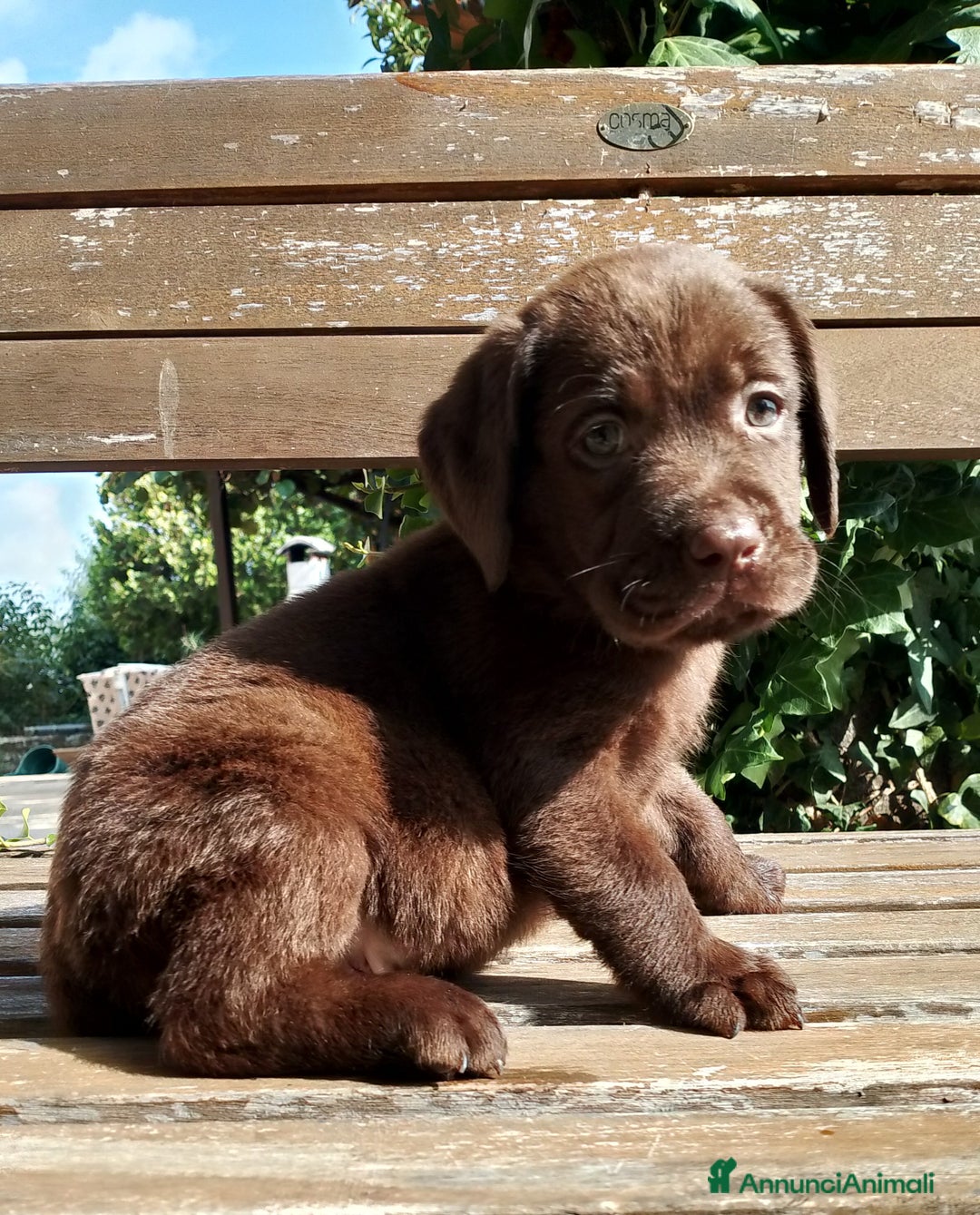 Labrador cani in vendita: Cuccioli Labrador Chocolate con pedigree enci a Metropolitan City of Rome Capital - Immagine 7