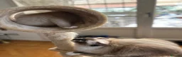 Ragdoll gatti in vendita: Tre cucciole di ragdoll, tre meraviglie! 🐾💙 - Annuncio 4