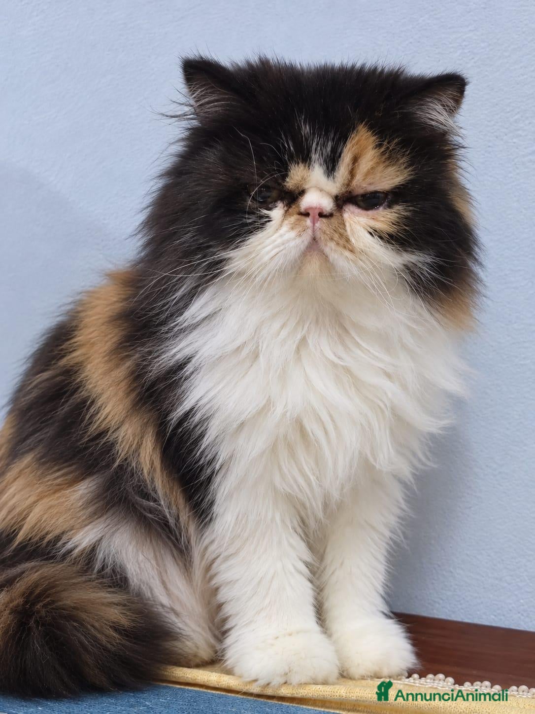 Exotic Shorthair gatti Cuccioli exotic shorter femmina/maschio  - Annuncio 2