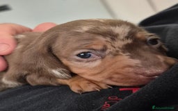 Bassotto cani in vendita: Bassotti kaninchen/nani a Città metropolitana di Roma Capitale - Immagine 2