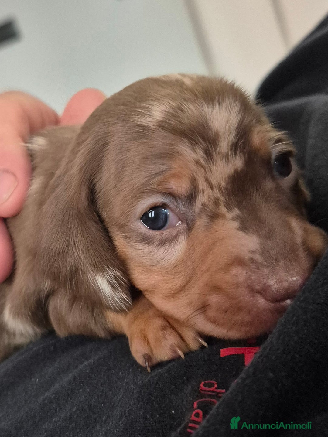 Bassotto cani in vendita: Bassotti kaninchen/nani a Città metropolitana di Roma Capitale - Immagine 2