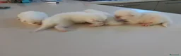 Persiano gatti in vendita: Gattini persiani  - Annuncio 13