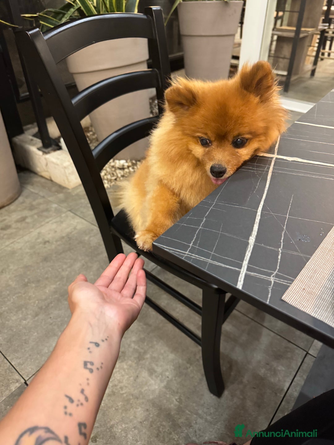 Immagine della galleria {{count}}