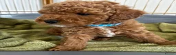 Barboncino Toy cani in vendita:  3 Adorabili Barboncini Toy a Città metropolitana di Milano - Annuncio 11