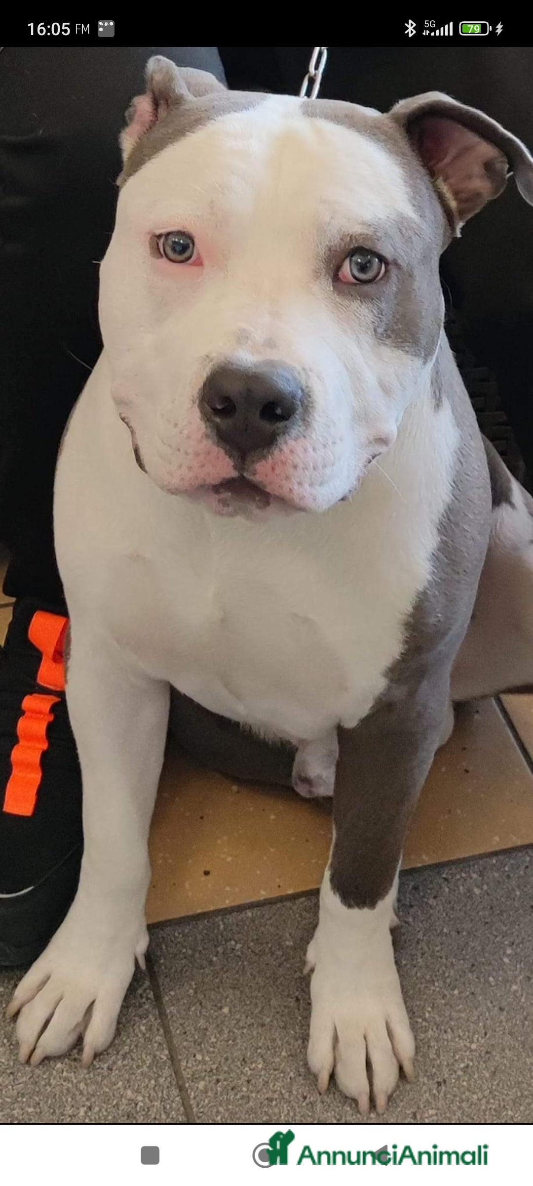 Pitbull cani per accoppiamento: Monta - Annuncio 32