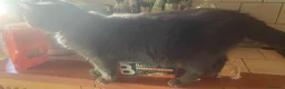 Scottish gatti in vendita: Cucciola scottish straight - Annuncio 2