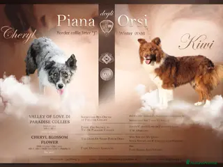 Border Collie cani Border collie Merle e nere femmine - Annuncio 2