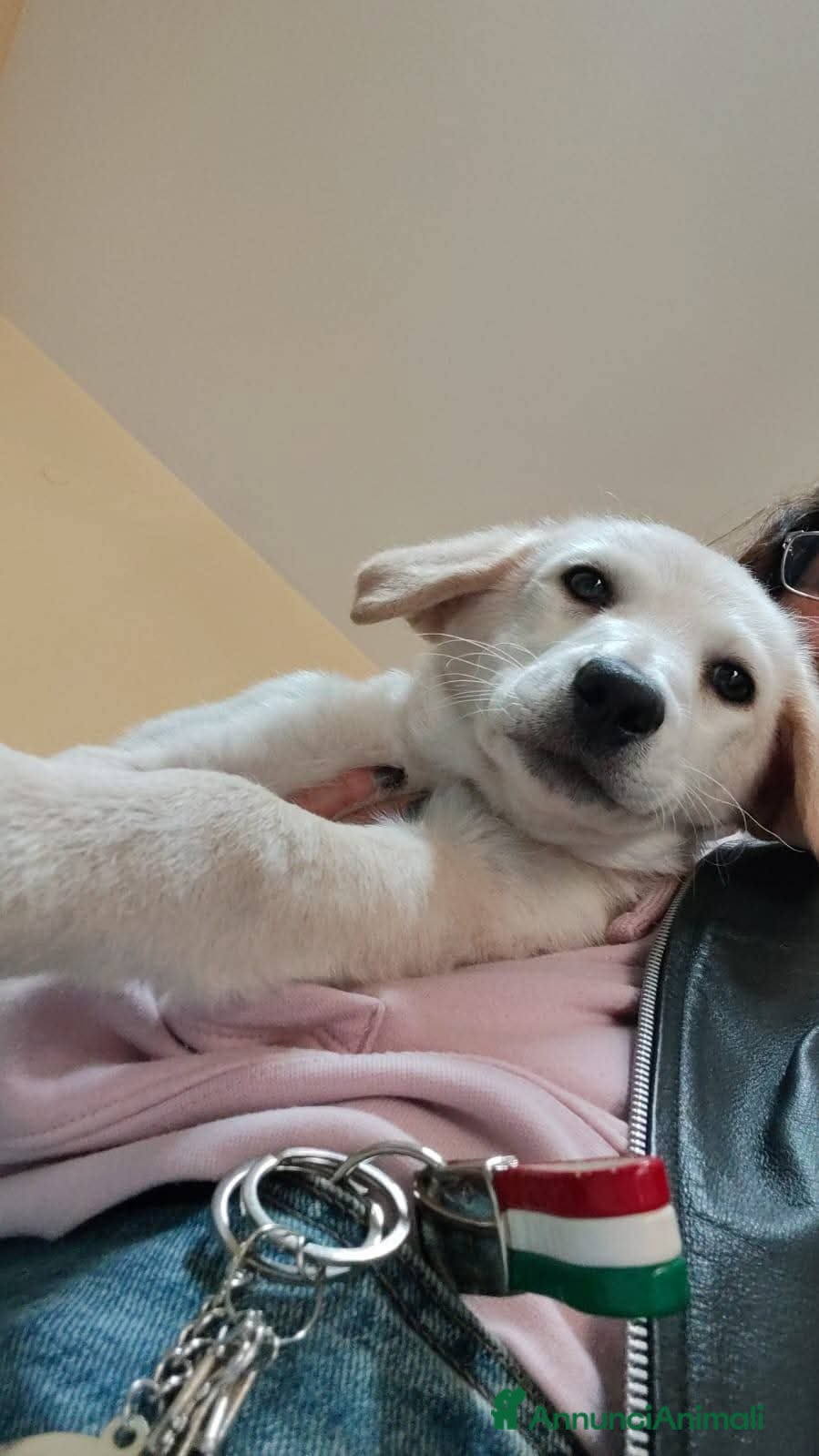 Meticcio cani Mimi e Coco', 3 mesi, simil Labrador  - Annuncio 19