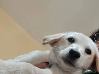 Meticcio cani Mimi e Coco', 3 mesi, simil Labrador - Annuncio 19